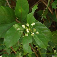 Gynochthodes umbellata (L.) Razafim. & B.Bremer